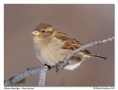 Moineau domestique  House sparrow