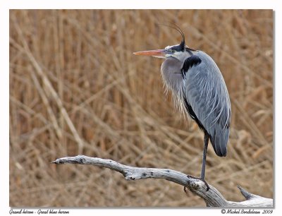 Grand héron Great blue heron