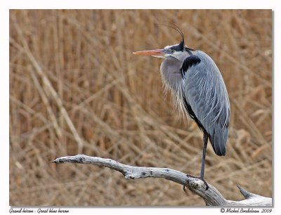 Grand hron  Great blue heron