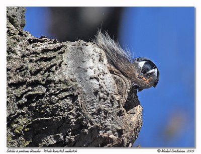 Sittelle  poitrine blanche  White breasted nuthatch
