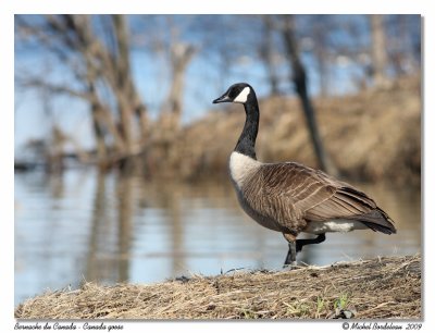 Bernache du Canada - Canada goose