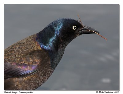 Quiscale bronz  Common grackle