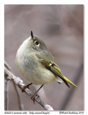 Roitelet  couronne rubis <br/> Ruby crowned kinglet