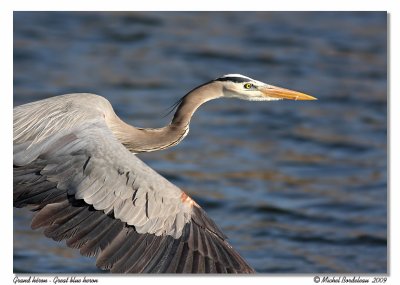 Grand héron Great blue heron