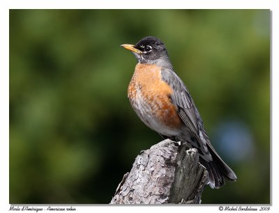 Merle d'Amrique  American robin