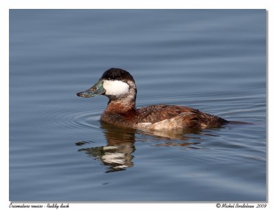 rismature rousse - Ruddy duck