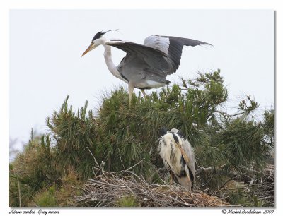 Hron cendr  Grey heron