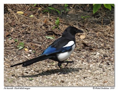 Pie bavarde  Black billed magpie