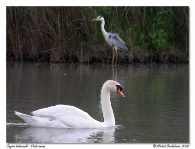 Cygne tubercul  Mute swann