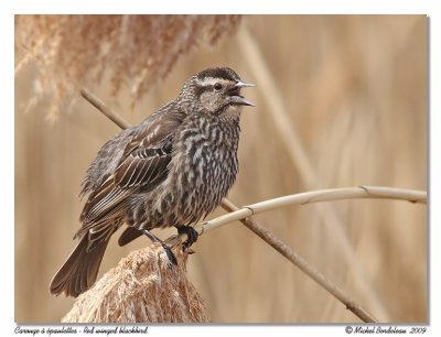 Carouge  paulettes  Red winged blackbird