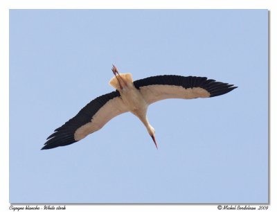 Cigogne blanche  White stork