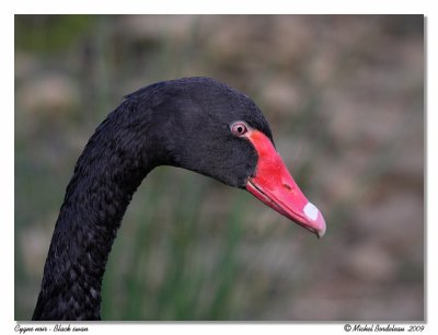 Cygne noir  Black swan