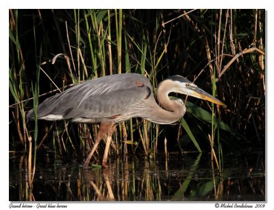 Grand héron Great blue heron
