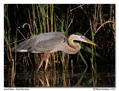 Grand hron  Great blue heron