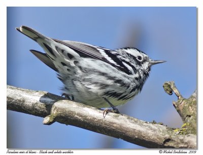 Paruline noir et blanc  Black and white warbler