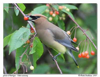 Jaseur d'Amérique Cedar waxwing