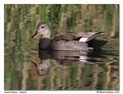 Canard chipeau Gadwall