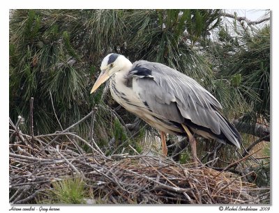Héron cendré Grey heron