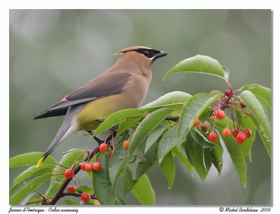 Jaseur d'Amrique  Cedar waxwing