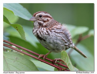 Bruant chanteur  Song sparrow