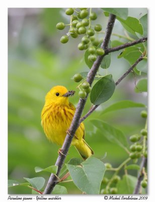 Paruline jaune  Yellow warbler