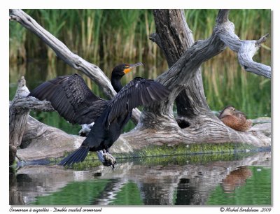 Cormoran  aigrettes  Double crested cormorant