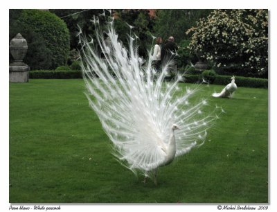 Paon blanc White peacock