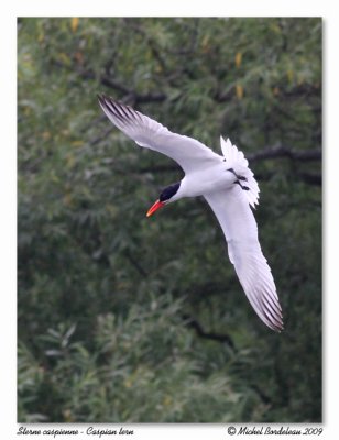 Sterne caspienne - Caspian tern