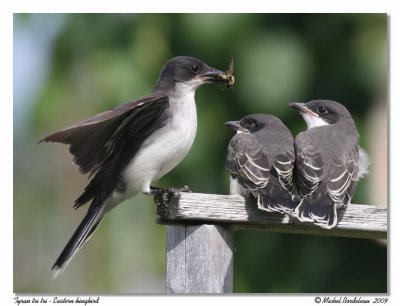 Tyran tri tri  Eastern kingbird