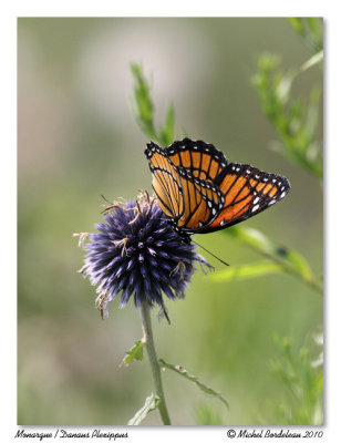 Danaus plexippus  Monarque