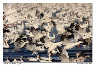 Oies des neiges  Snow Geese