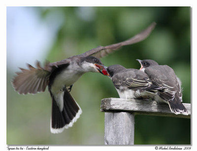 Tyran tri-tri  Eastern kingbird