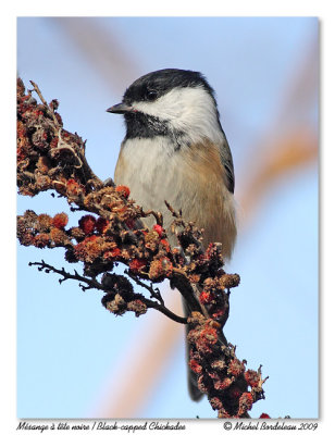 Msange  tte noire  Black-capped Chickadee