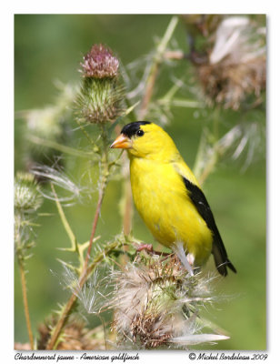 Chardonneret jaune American goldfinch