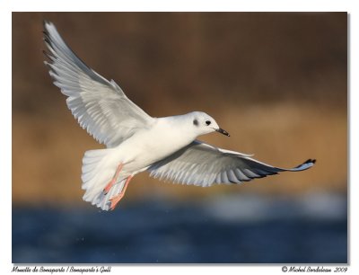 Mouette de Bonaparte Bonaparte's Gull