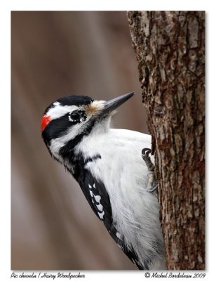 Pic chevelu  Hairy Woodpecker