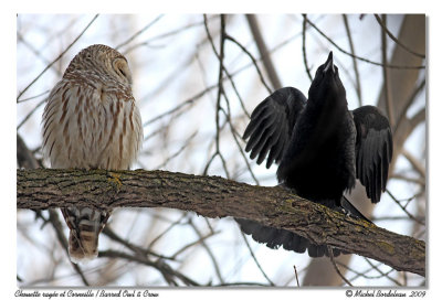 Chouette & corneille  Barred owl & Crow