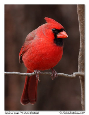 Cardinal rouge  Northern Cardinal