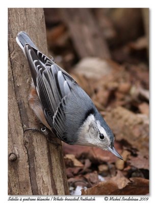 Sittelle  poitrine blanche  White-breasted Nuthatch