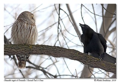 Chouette rayée et Corneille Barred owl & Crow