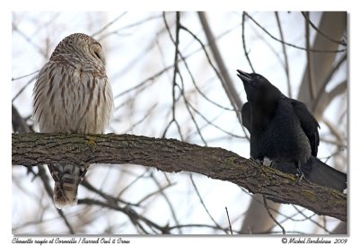 Chouette raye et Corneille  Barred owl & Crow