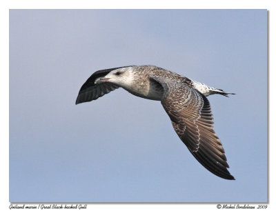 Goland marin  Great Black-backed Gull