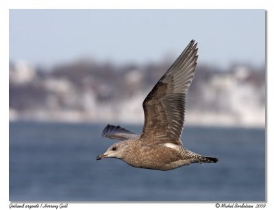 Goland argent  Herring Gull
