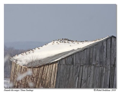 Bruants des neiges  Snow Buntings