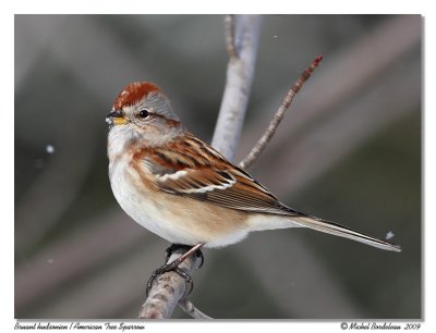 Bruant hudsonien  American Tree Sparrow