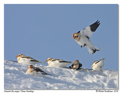 Bruant des neiges  Snow bunting