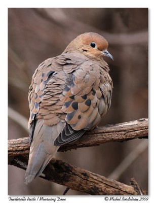 Tourterelle triste  Mourning Dove