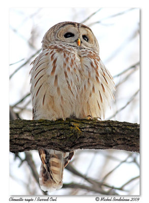 Chouette raye  Bared Owl