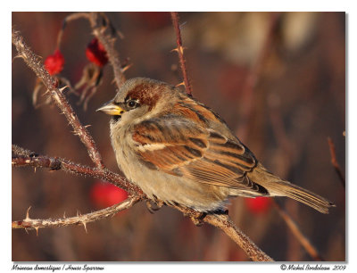 Moineau domestique  House sparrow