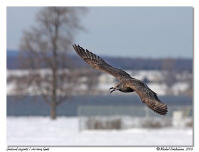 Goland argent  Herring Gull